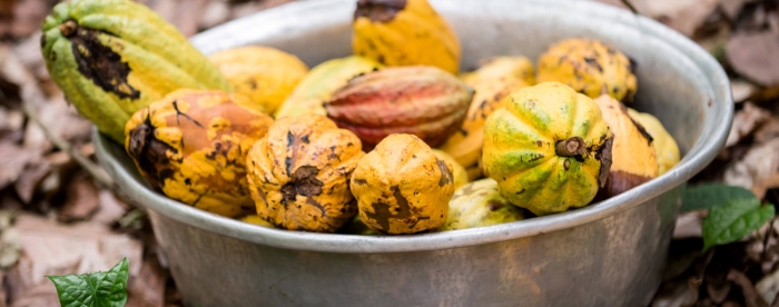 Upscaling cocoa agroforestry in Ghana